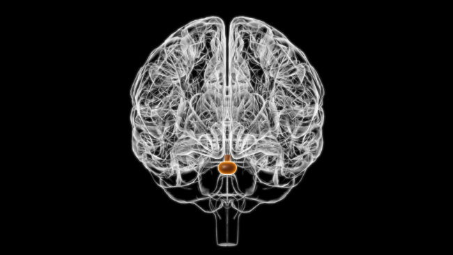 Brain Pituitary gland Anatomy For Medical Concept 3D Brain Pituitary gland Anatomy For Medical Concept 3D Illustration
